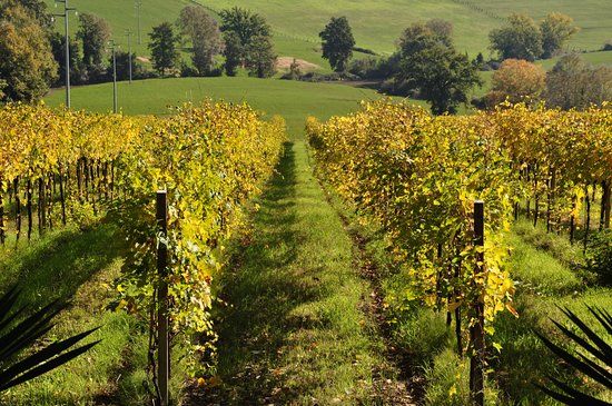 Cantina Zazzera